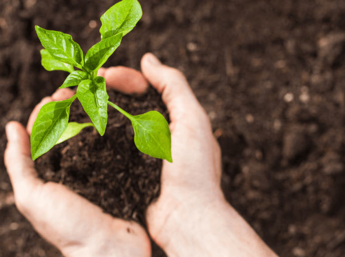Aprenda Como Fazer Mudas De Plantas Para Vender