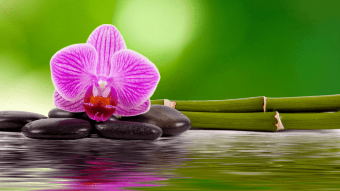 Como cultivar orquídea na água