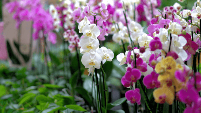 Curso Online De Cultivo De Orquídeas