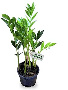Planta Mini Zamiocula no Pote: Vale Apena? Review